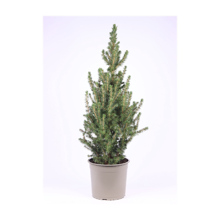 <h4>Picea glauca 'Conica'</h4>