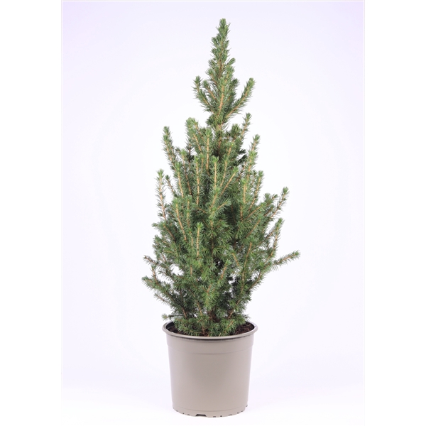 <h4>Picea glauca 'Conica'</h4>