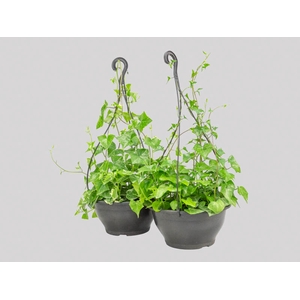 HEDERA VARIADO C21