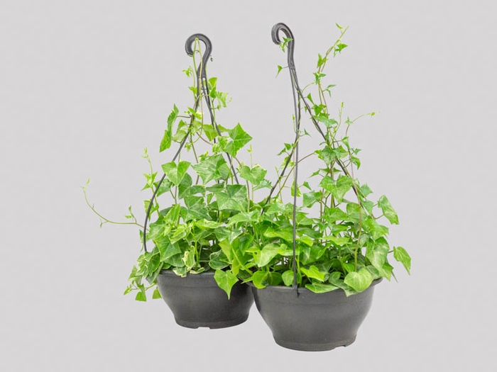 <h4>HEDERA VARIADO C21</h4>