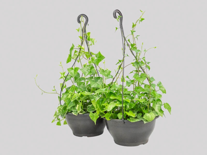 <h4>HEDERA VARIADO C21</h4>