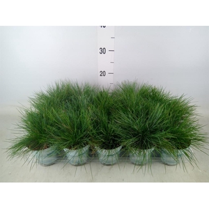 Festuca glauca 'Compacta Blue'