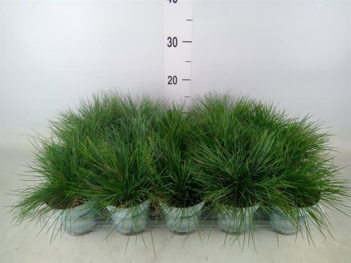 <h4>Festuca glauca 'Compacta Blue'</h4>