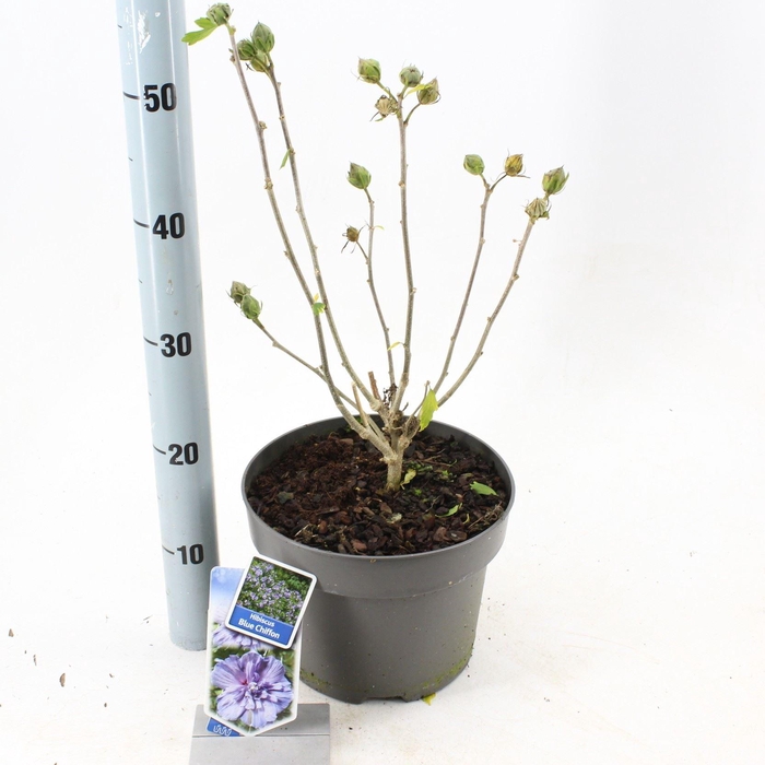 <h4>Hibiscus syriacus</h4>