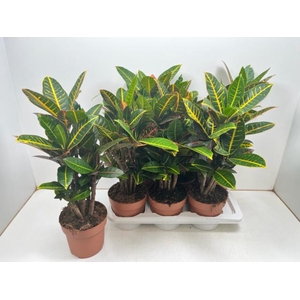 Codiaeum variegatum Petra 17Ø 60cm 1pp