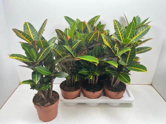 Codiaeum variegatum Petra 17Ø 60cm 1pp