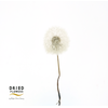 Dried Bleached Dandelion Regular