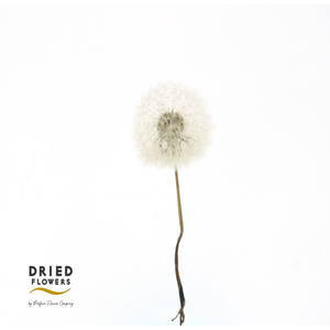 Dried Bleached Dandelion Regular Cream