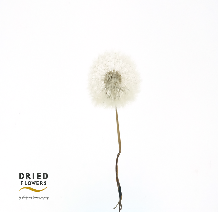 <h4>Dried Bleached Dandelion Regular Cream</h4>