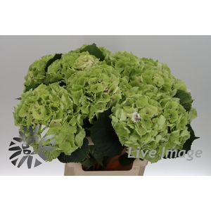 Hydrangea mag emerald classic