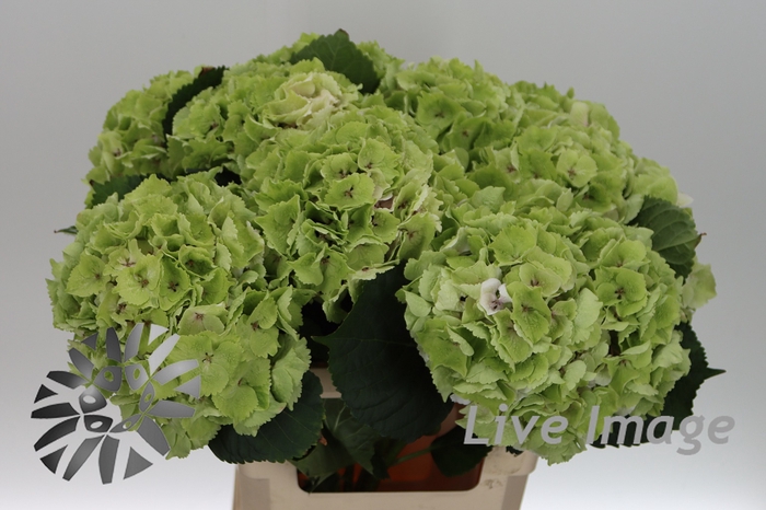 <h4>Hydrangea mag emerald classic</h4>