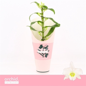 Dendrobium Nobilé, Apollon 1-spike Compact 'Orchid Collection' Potcover