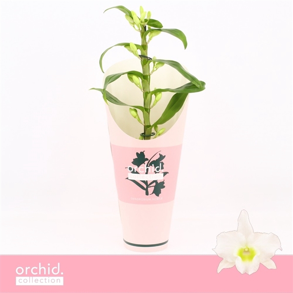 <h4>Dendrobium Nobilé, Apollon 1-spike Compact 'Orchid Collection' Potcover</h4>