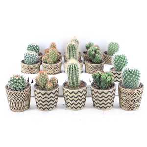 arr3 OV - Ker. pot havana Cactus
