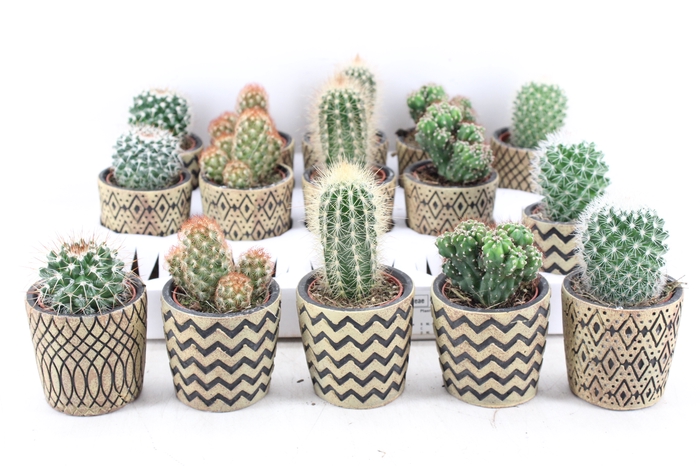 <h4>arr3 OV - Ker. pot havana Cactus</h4>