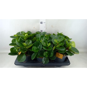 Peperomia obt. 'Red Canyon'