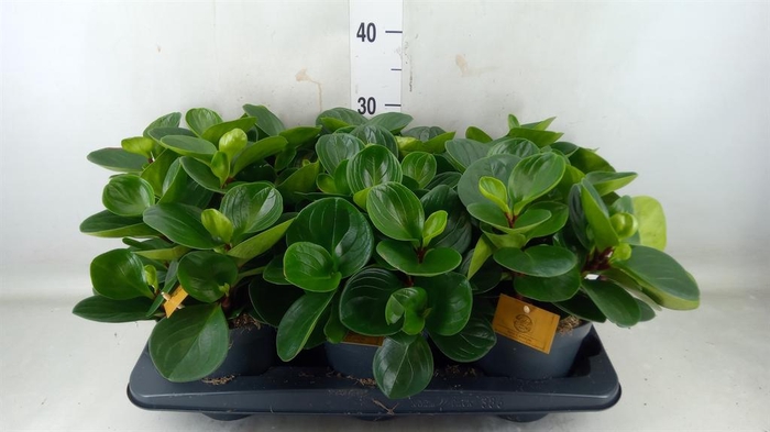 <h4>Peperomia obt. 'Red Canyon'</h4>