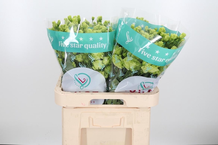 <h4>Eus G Rosan Emerald</h4>