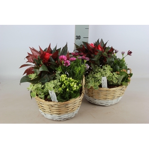 ARR TUINPLANTEN