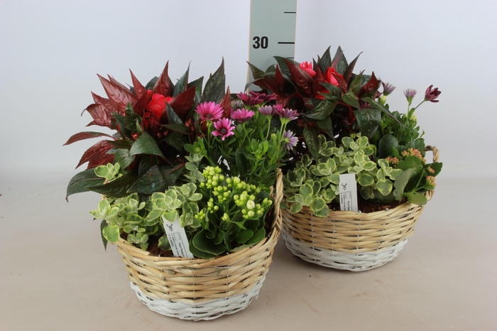 <h4>ARR TUINPLANTEN</h4>