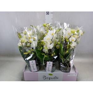 Phalaenopsis multi.   ...