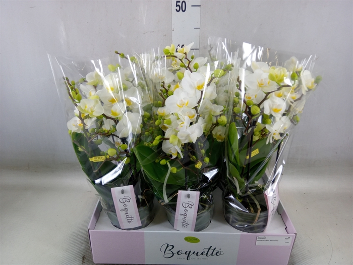 <h4>Phalaenopsis multi.   ...</h4>