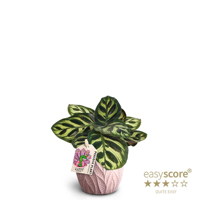 <h4>CALATHEA MAKOYANA P7 LEAF</h4>