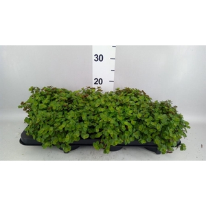 Callisia repens