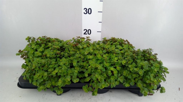 <h4>Callisia repens</h4>