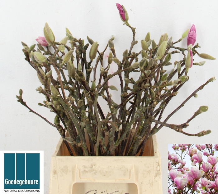 <h4>MAGNOLIA OV</h4>