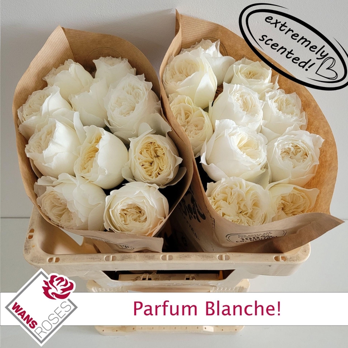 <h4>R GR PARFUM BLANCHE!</h4>
