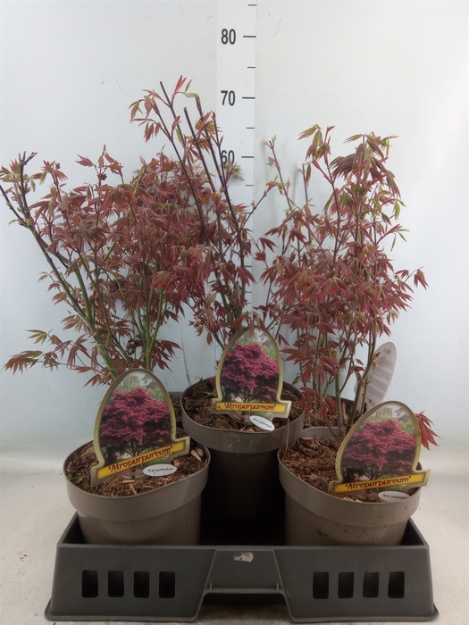 <h4>Acer palmatum 'Atropurpureum'</h4>