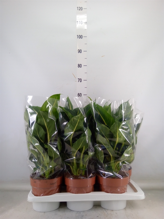 <h4>Dieffenbachia  'Green Magic'</h4>