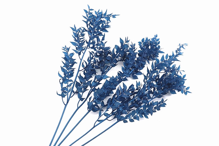 Ruscus Preserved Blue Dark