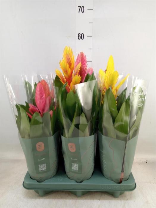 <h4>Vriesea   ...mix</h4>