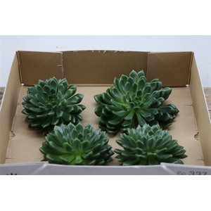 Echeveria Setosa Middel X4