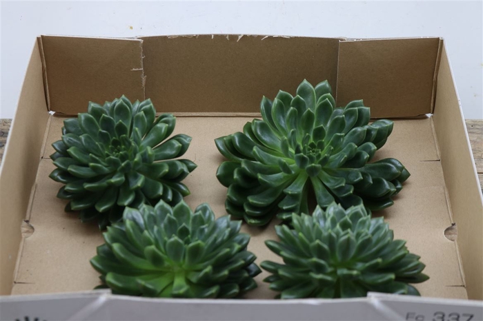 <h4>Echeveria Setosa Middel X4</h4>