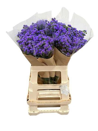 Ager H Jj Violet Blu