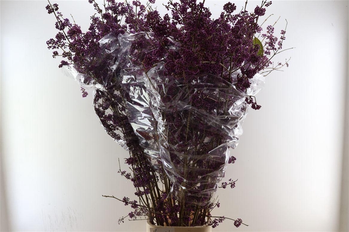 <h4>Callicarpa Xxl</h4>