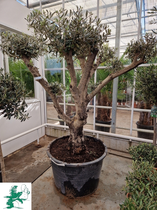 <h4>Olea Europaea</h4>