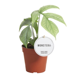 Monstera