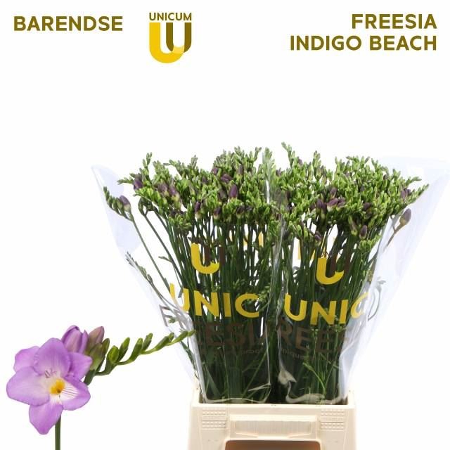 <h4>Freesia enk Indigo Beach</h4>