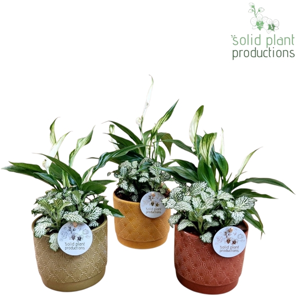 <h4>NV003 Ariël Autumn Spathiphyllum</h4>