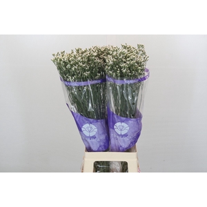 Limonium White Diamond