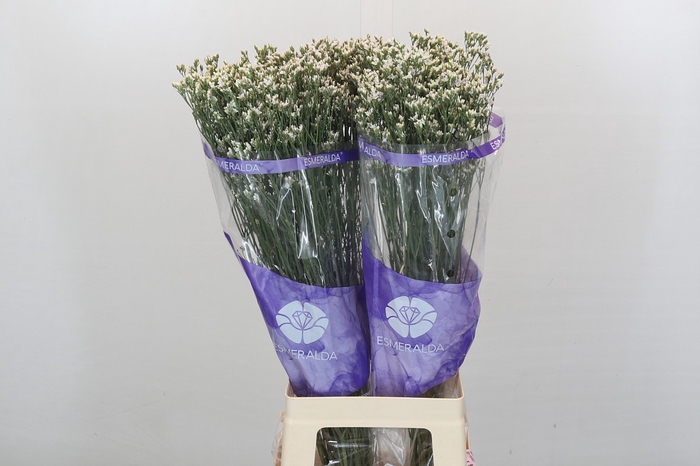 Limonium White Diamond