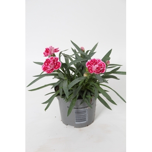 Dianthus Diwali p9