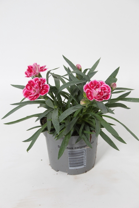 <h4>Dianthus Diwali p9</h4>