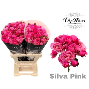 R TR SILVA PINK+ Vip