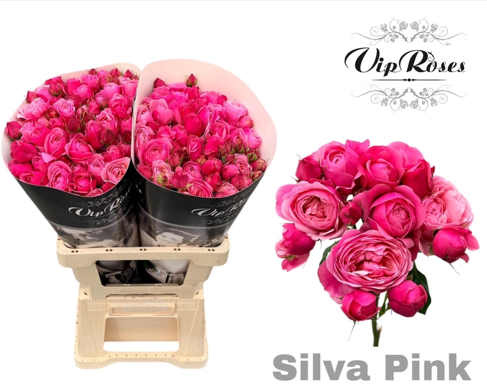<h4>R TR SILVA PINK+ Vip</h4>