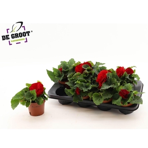 Begonia Tuberhybrida Grp Tenella F1 Scarlet